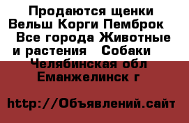 Продаются щенки Вельш Корги Пемброк  - Все города Животные и растения » Собаки   . Челябинская обл.,Еманжелинск г.